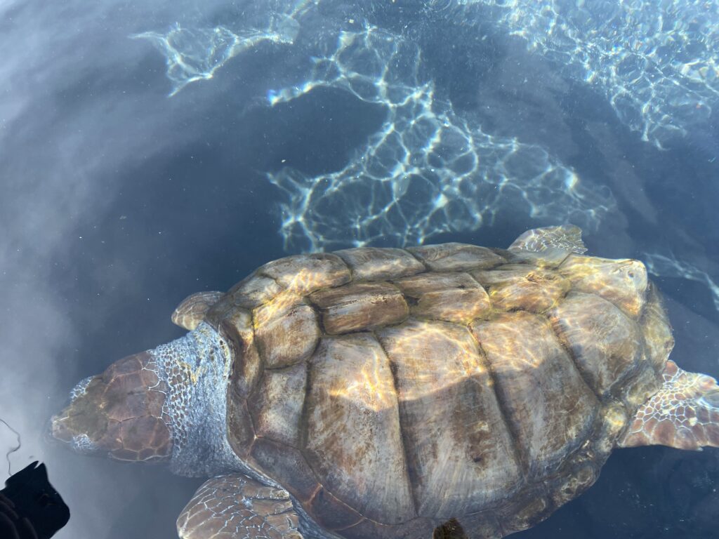 Schildkröte im Aufzuchtbecken