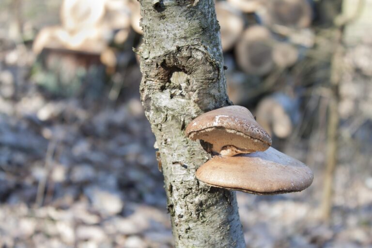 Birkenporling Birke Wald