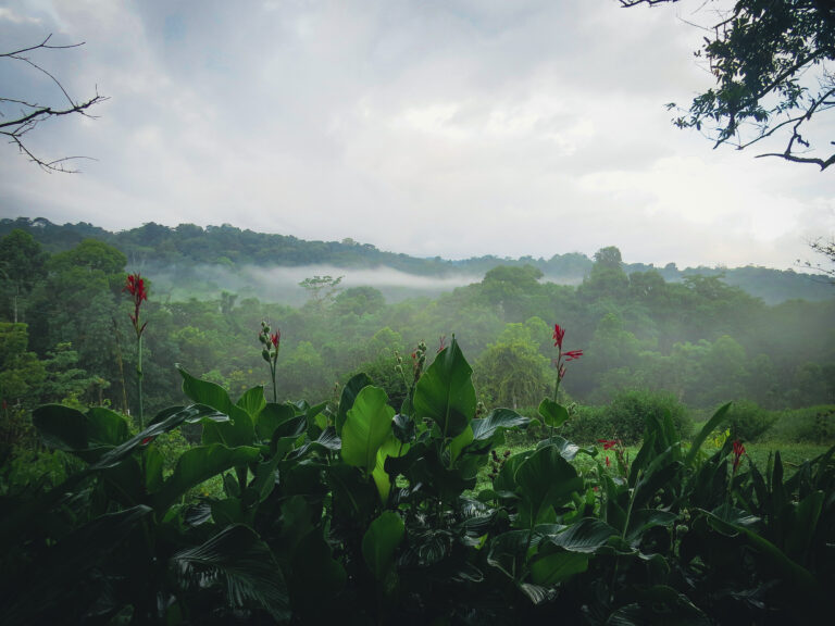 Corcovado Nationalpark im Nebel Costa Rica