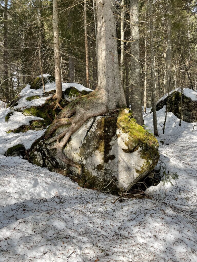 Baumwurzel umschlingt Fels - Julische Alpen