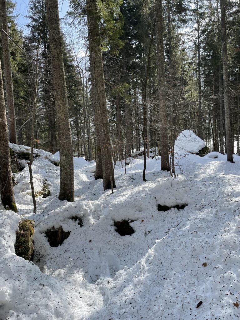 Wald am Mangartmassiv in den Julischen Alpen