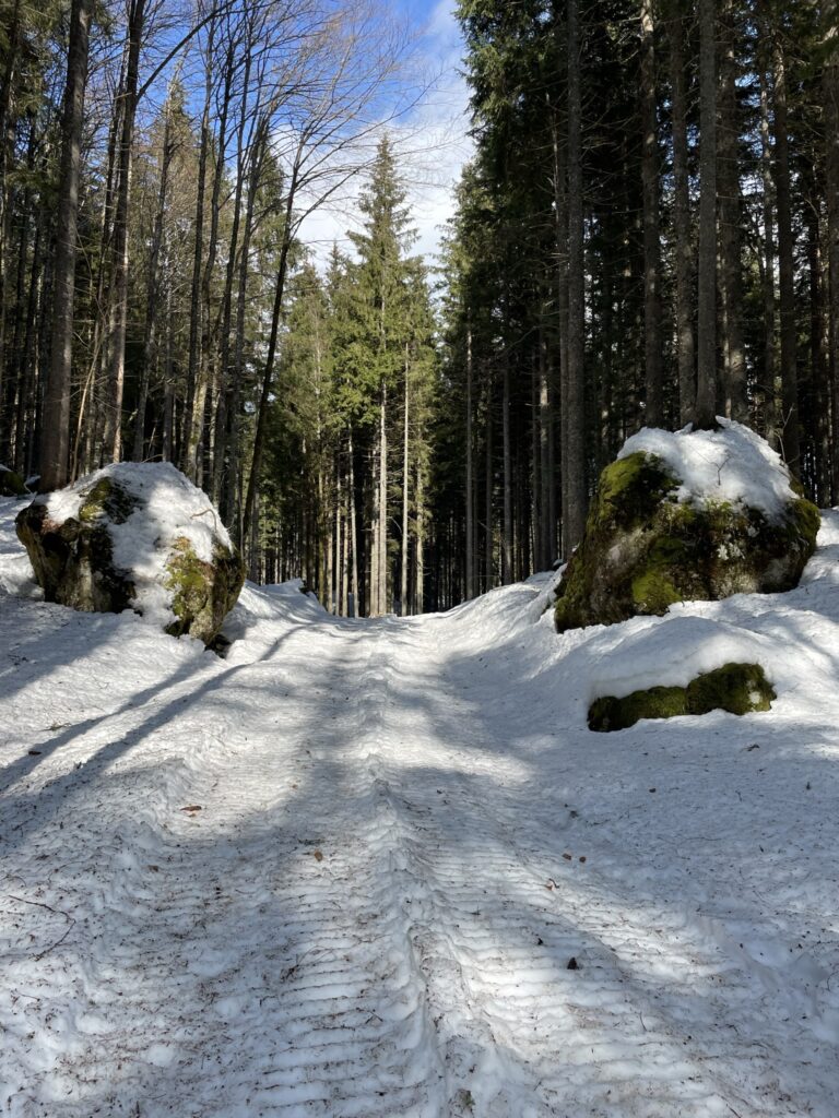 Waldweg am Lago die Fusine superiore