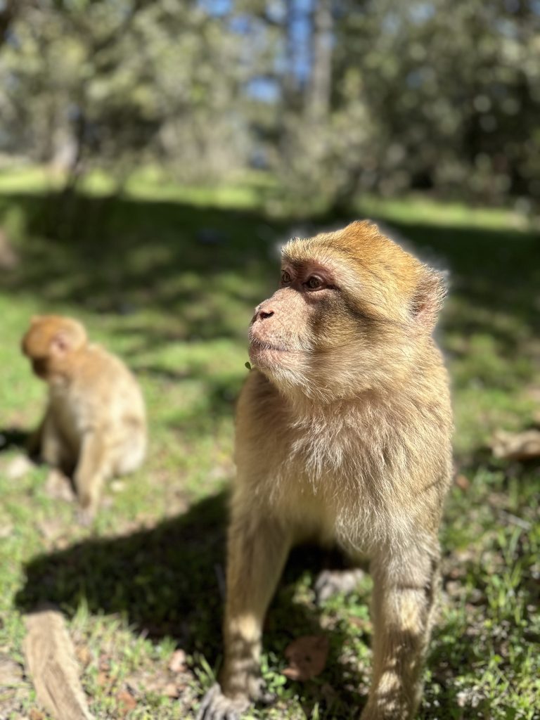 Berberaffen Monkey Forest Marokko